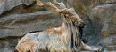 KP Issues Hunting Permits For Markhor, Ibex, Grey Coral Worth $1.9M