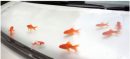 Live Fish Placed On Car Bonnets In Islamabad In Cruelty Incident
