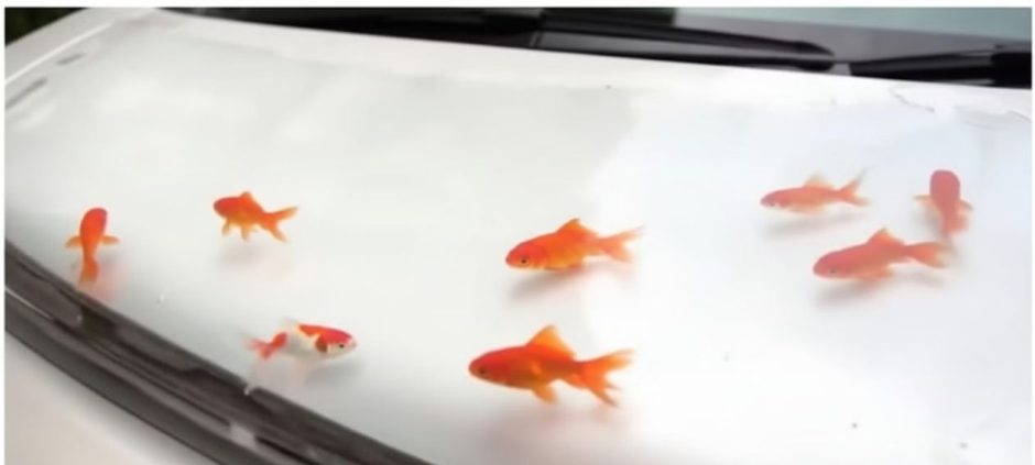 Live Fish Placed On Car Bonnets In Islamabad In Cruelty Incident