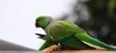 Parrot Owners in Punjab Must Now Pay a Rs1,000 Registration Fee