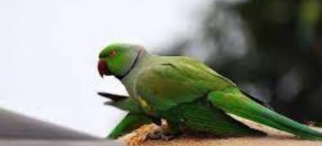 Parrot Owners in Punjab Must Now Pay a Rs1,000 Registration Fee