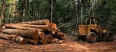 Punjab Bans Timber Auctions and Forest Cutting in Landmark Decision