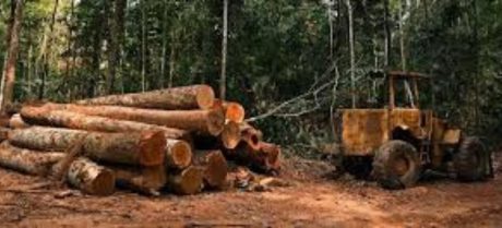 Punjab Bans Timber Auctions and Forest Cutting in Landmark Decision