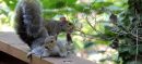 Squirrel Family Joyfully Reunited Following Rescue In New Hampshire