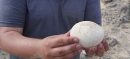 70-Million-Year-Old Dinosaur Egg Found in Remarkable Condition