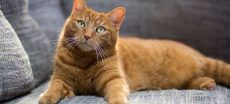 Divorce Twist: Husband Ordered to Pay “Cat Support” After Seperation
