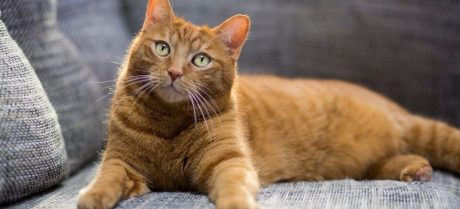 Divorce Twist: Husband Ordered to Pay “Cat Support” After Seperation