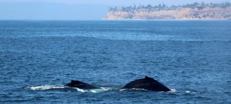 Four Rare Whale Species Spotted Along Pakistan Coast