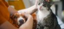 Indian Couple Seeks Divorce After Pets Failed to Get Along
