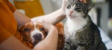 Indian Couple Seeks Divorce After Pets Failed to Get Along