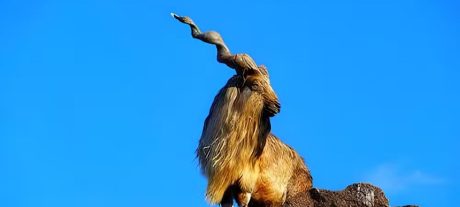 Markhor Hunting Permit Auctioned For Rs 5.6 Crore