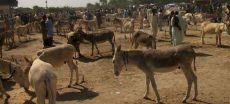 Pakistan Ends Decade-Long Ban on Donkey Hide Exports