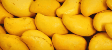 Thousands Of Mango Orchard Acres Destroyed By Recent Floods