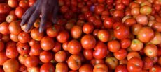Karachi Commissioner Takes Notice of Soaring Tomato Prices