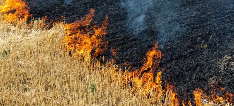 Punjab Bans Crop Burning, Activates Monitoring Squads