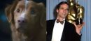 Meet Indy: The Good Boy Who Stole The Oscar Spotlight