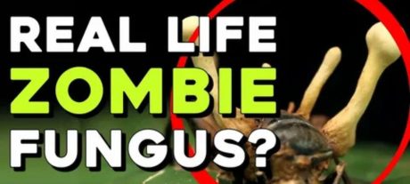 Beyond Fiction: Nature’s Real-Life Zombie Phenomenon