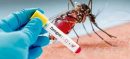 Mosquito Threat Meets Affordable Testing: Sindh Makes Dengue Malaria Easy