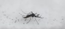 Climate Change Strikes: Iceland Sees Mosquitoes For The First Time!