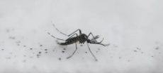 Climate Change Strikes: Iceland Sees Mosquitoes For The First Time!