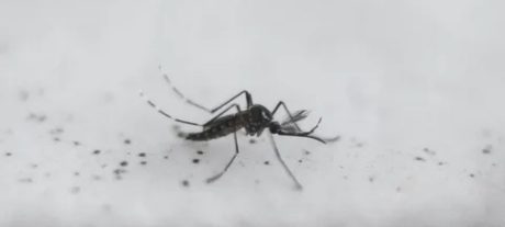 Climate Change Strikes: Iceland Sees Mosquitoes For The First Time!