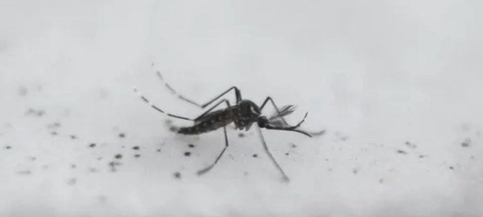 Climate Change Strikes: Iceland Sees Mosquitoes For The First Time!
