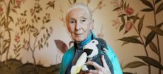 Wildlife Advocate And Primate Expert Jane Goodall Passes Away At 91