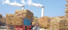 Punjab Farmers Boycott Sugarcane Supply to Mills Over ‘Low Price’ Dispute