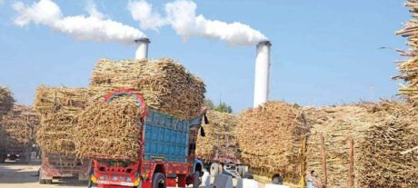Punjab Farmers Boycott Sugarcane Supply to Mills Over ‘Low Price’ Dispute