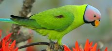 Punjab has made the registration of pet parrots mandatory, triggering a surge in applications from households that keep these birds. Under the new regulation, introduced by the provincial Wildlife Department, owners are required to pay an annual fee of Rs1,000 per parrot. While some bird enthusiasts were surprised by the policy, others see it as a positive step toward protecting their pets. Zainab Khan, a student in Lahore, has kept a rose-ringed parakeet named "Mian Mithu" for several years. She said the new registration system gives her peace of mind, as she no longer fears occasional crackdowns on illegally captured wild birds. Similarly, Naseem Akhtar, an elderly resident, described her parrots as family members, noting that they mimic voices and even call her "Amma Jee." Young hobbyist Arbaz Khan, who keeps macaws and rose-ringed parrots alongside other exotic birds, said the hobby has long existed, but the regulatory environment has now shifted significantly. Parrots hold a special place in South Asian culture, and Pakistan is home to several native species, including Alexandrine, rose-ringed, plum-headed, and slaty-headed parakeets. The rose-ringed parakeet is the most commonly kept pet species. Punjab Wildlife officials say wild populations of these species are rapidly declining, prompting the move to register all captive birds. Registration is currently processed via a departmental mobile application, though many citizens have complained about technical difficulties and have requested a parallel manual system. Additional Chief Wildlife Ranger Syed Kamran Bukhari said the policy aims to achieve two goals: determine the actual number of parrots kept in homes and curb the illegal capture of wild birds. Approved birds will be inspected and tagged with identification rings. In a future phase, households keeping parrots may be required to register as licensed breeders or dealers, with all buying and selling restricted to registered traders. In the first two weeks of the policy, more than 1,000 registration applications have already been submitted.