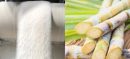 Sugar Mills in Punjab Begin Crushing, Prices Likely to Drop