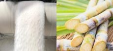 Sugar Mills in Punjab Begin Crushing, Prices Likely to Drop