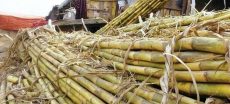 Sugarcane Crushing Season Set To Commence Later This Month