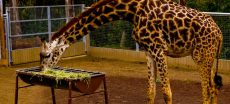 Lahore Safari Park to Launch First Giraffe Café