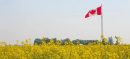 Pakistan Joins Canada in Boosting Canola Trade Links