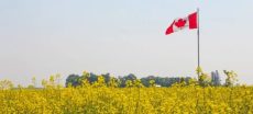 Pakistan Joins Canada in Boosting Canola Trade Links