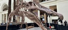 Rare Dinosaur Fossils Found on Irish Island Challenge Geology