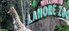 Visiting Lahore Wildlife Park? Here’s How To Make It Fun & Easy