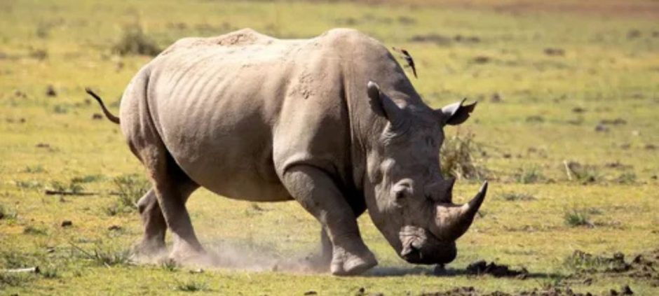 Discover Fun Facts And Exciting Moments With Rhinoceros