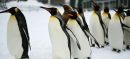 Meet the Fascinating Types of Penguins From Tiny Parades to Giant Emperors