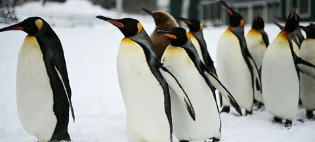 Meet the Fascinating Types of Penguins From Tiny Parades to Giant Emperors