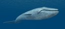 Mysteries Of The Arabian Sea And The Blue Whale Journey
