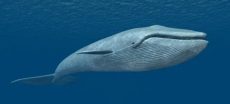 Mysteries Of The Arabian Sea And The Blue Whale Journey