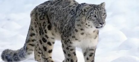 Snow Leopard Adventures and Hidden Wildlife in Pakistan