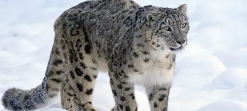 Snow Leopard Adventures and Hidden Wildlife in Pakistan