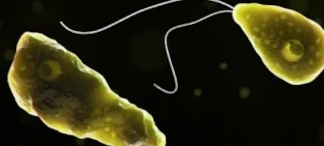 Kerala Gripped by Deadly Surge as ‘Brain-Eating Amoeba’ Claims 42 Lives in 2025 Kerala Gripped by Deadly Surge as ‘Brain-Eating Amoeba’ Claims 42 Lives in 2025