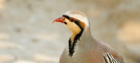 Man Faces Heavy Fine For Partridge Hunting In Punjab