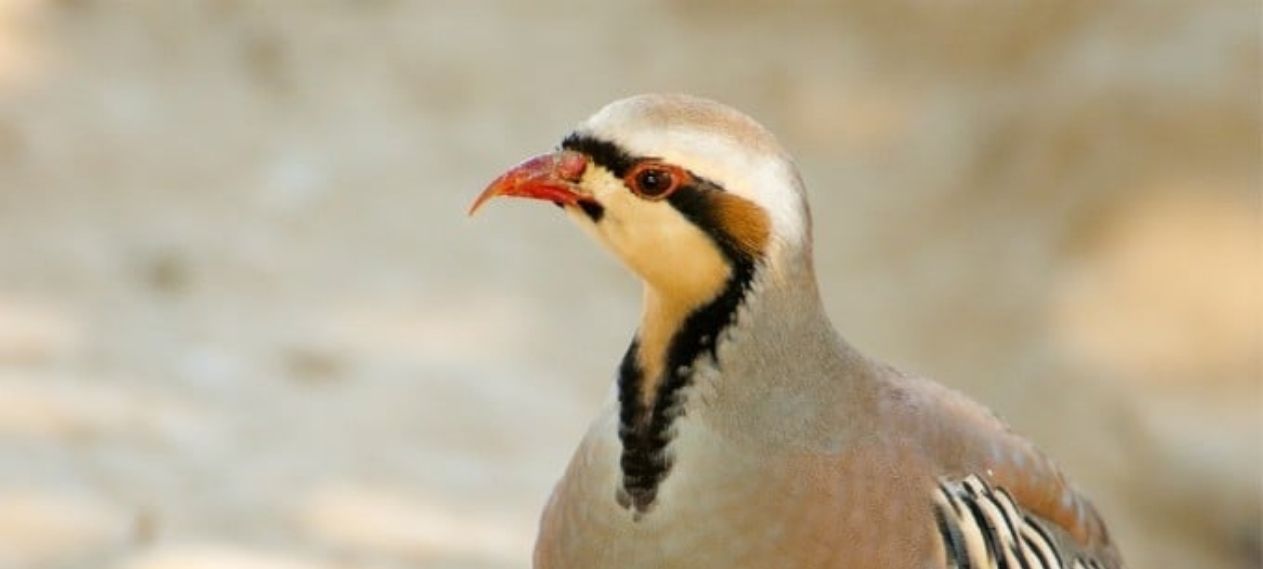 Man Faces Heavy Fine For Partridge Hunting In Punjab