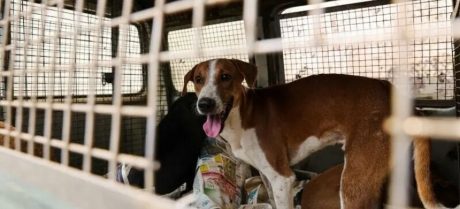 Multiple Dogs Stolen from Islamabad CDA Shelter Facility