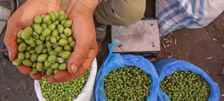 Pakistan Boosts Olive Sector with Science, Global Ties